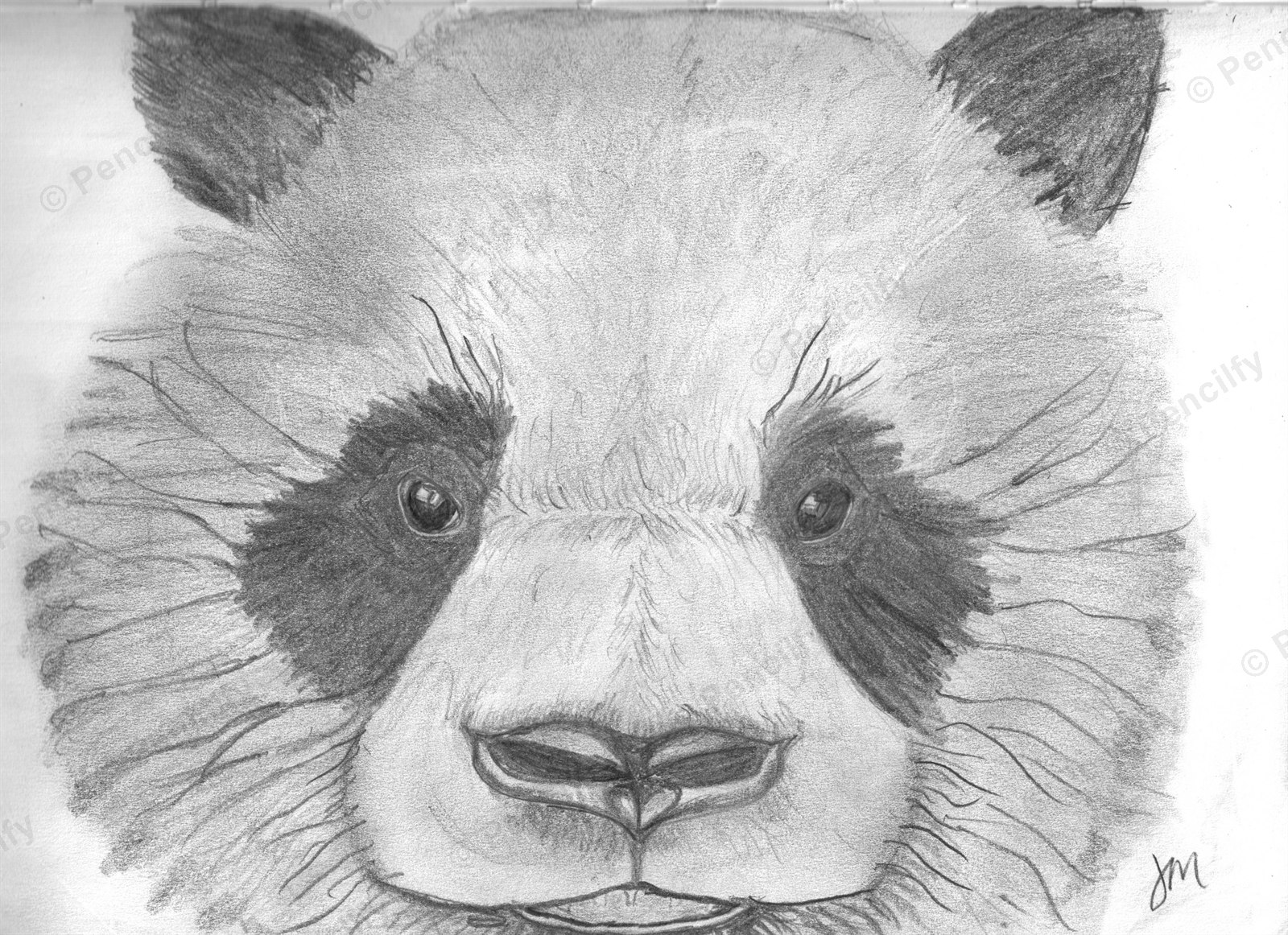Panda — graphite pencil drawing by Pencilfy